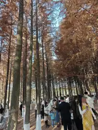 松雅湖落羽杉實況,拍照還是建議烈士公園