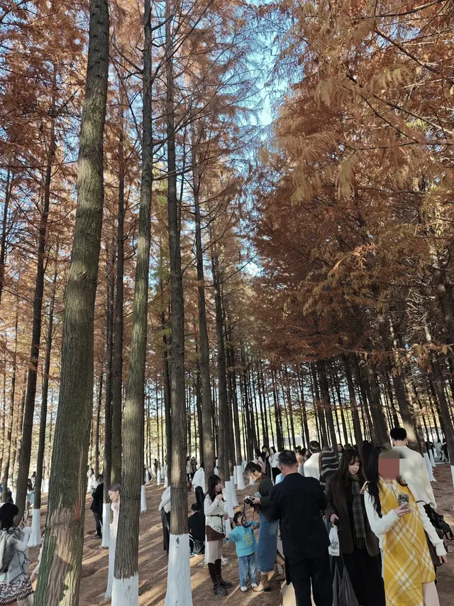 松雅湖落羽杉實況,拍照還是建議烈士公園 松雅湖落羽杉實況,拍照還是建議烈士公園