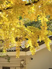 韶關南雄·帽子峰銀杏