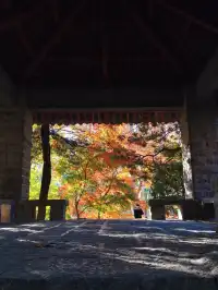 12.3魯迅公園秋日進度100％（附機位）