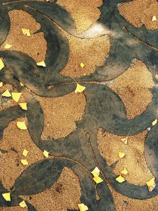 The ginkgo trees on Daoqian Street have turned yellow, and this photo guide will make your social media posts a hit