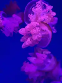 沉浸式墜入深海星穹，治癒與出片雙滿分～