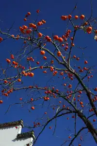 第三次暴走村!宏村塔川徒步太絕了