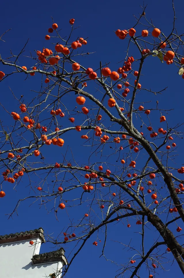 第三次暴走村!宏村塔川徒步太絕了 第三次暴走村!宏村塔川徒步太絕了