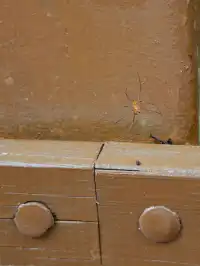 雲南觀鳥⑩｜野象谷沒有野象 但有蜂猴