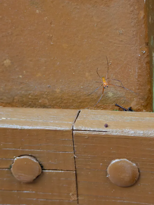 雲南觀鳥⑩｜野象谷沒有野象 但有蜂猴