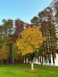 東湖的落羽杉紅了,快衝呀