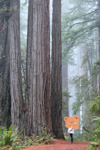 感恩節通關紅木國家公園超詳細攻略