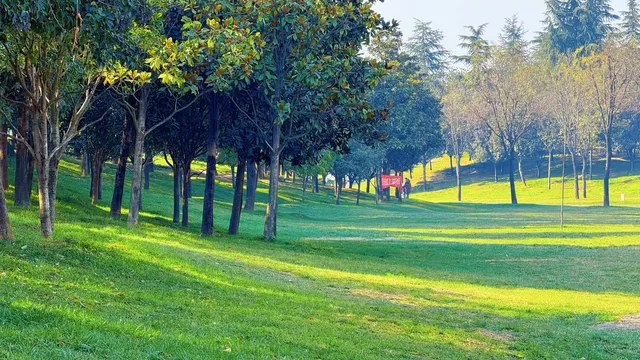 西安高新小森林 西安高新小森林