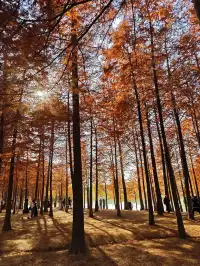 南京限定趕在銀杏掉光之前去看看