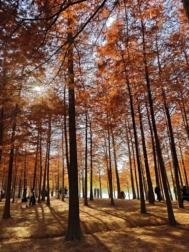 南京限定趕在銀杏掉光之前去看看 南京限定趕在銀杏掉光之前去看看