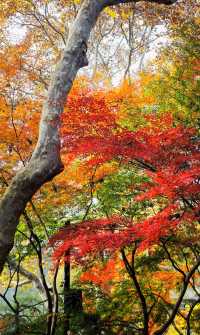 我說魯迅公園是上海市中心的賞秋天花板沒人有意見吧