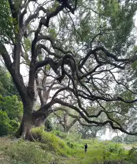 探秘香港風水林,尋找百年樟樹神木