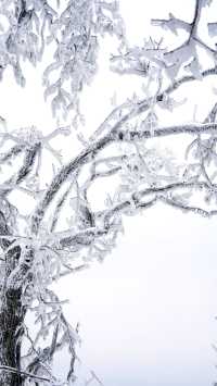 北京初雪刷屏南京紫金山霧淞已在路上!東北平替絕美暴擊