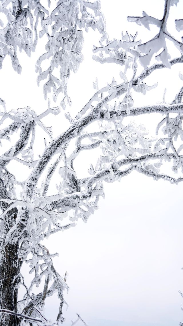 北京初雪刷屏南京紫金山霧淞已在路上!東北平替絕美暴擊 北京初雪刷屏南京紫金山霧淞已在路上!東北平替絕美暴擊