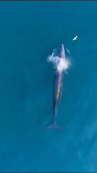 인생 조언: 웨이저우다오에 오면 브라이드고래와의 만남을 놓치지 마세요