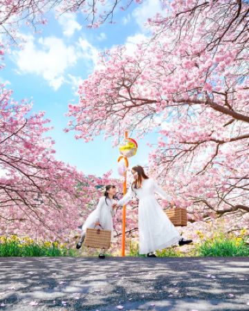 Family-Friendly Cherry Blossom Spot in Minamiizu: Kawazu Cherry Blossom Sea Awaits Your Visit