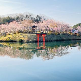 庄原上野公園春限定：池の中の映り込みが絶景