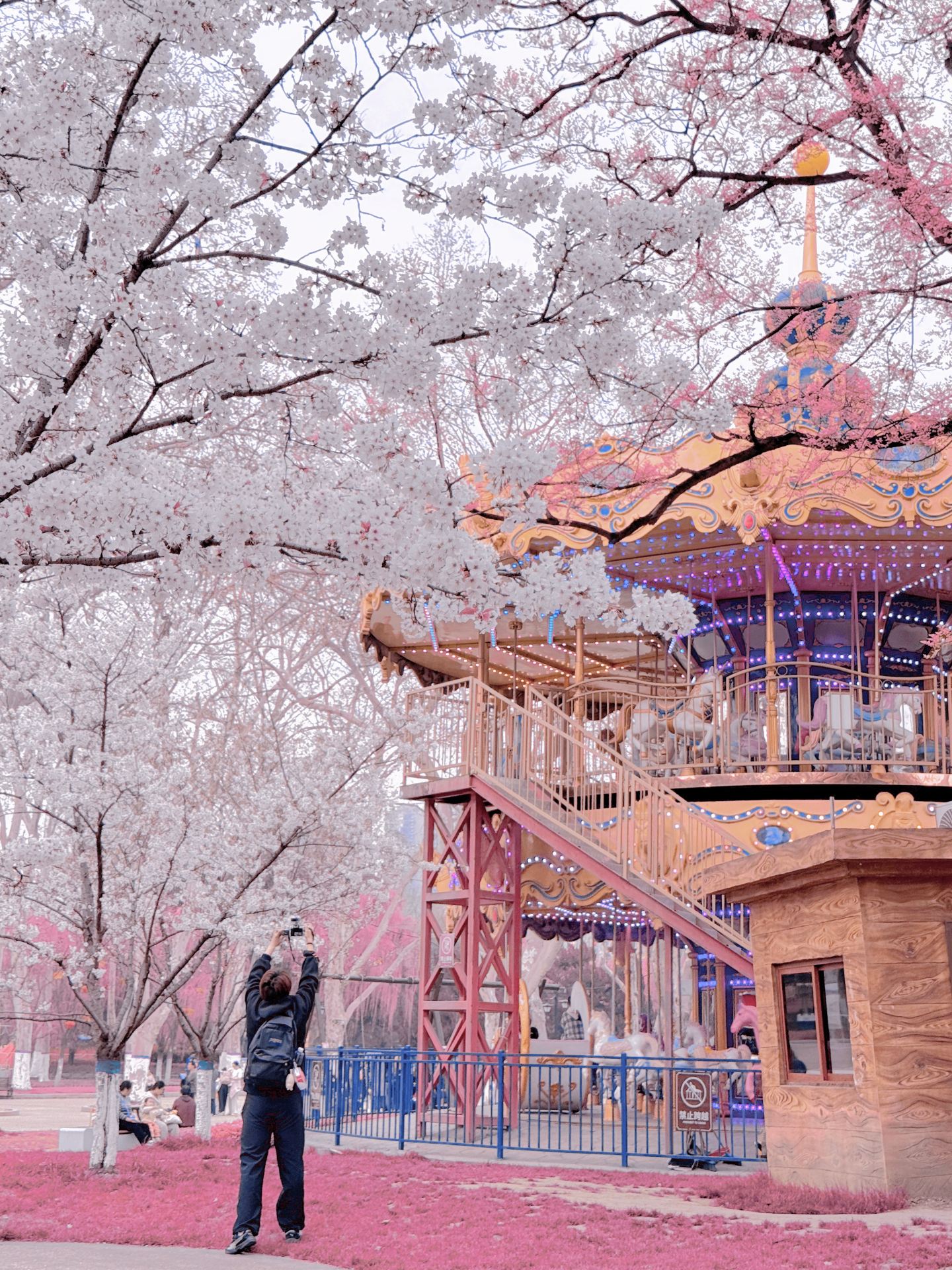 合肥の桜が満開です！京都に行かなくても桜を楽しめます。