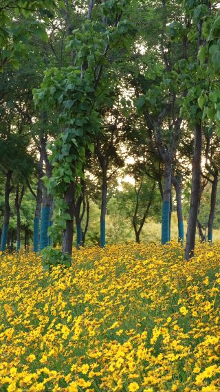 邢襄の春の散策記｜春風が邢州に吹き込み、如家·neoで春の日の約束へ