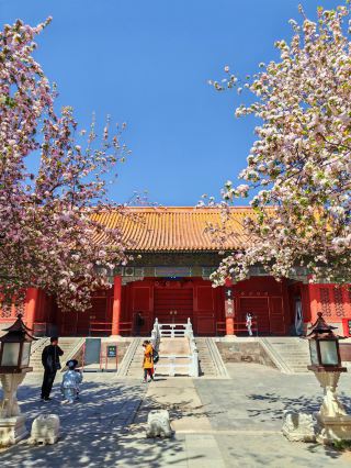 고궁 해당화 만개! 600년 자금성이 분홍빛 신비의 세계로 변신, 놓치면 1년을 더 기다려야 해요