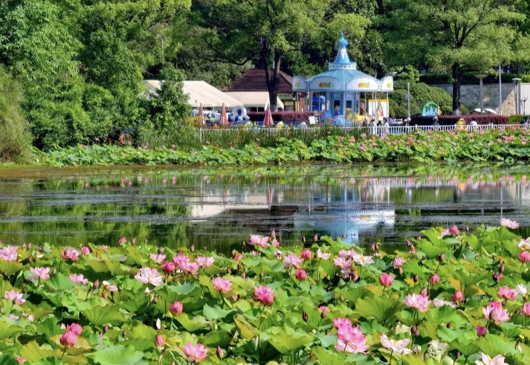 月湖公園の蓮の花が夏を完全に支配！ | Trip.com 長沙