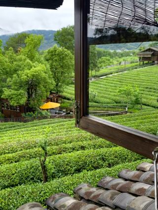 Is Wuyishan Worth the Trip? The Real Tea on This Chill Getaway 🍃