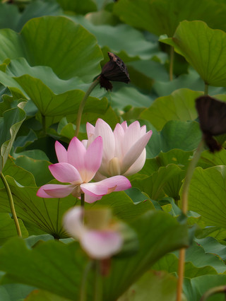 蓮花池は京城で蓮の花とバードウォッチングを楽しめるおすすめスポット