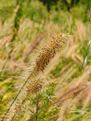 凌家灘｜5000年の文明との約束、先史時代の華夏の曙光に触れる