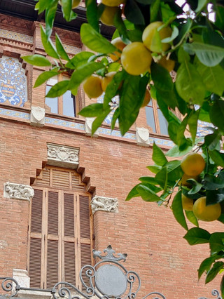 Half-Day Stroll Through Valencia's Old Town | Bitter orange trees everywhere and vintage architecture, a view at every turn