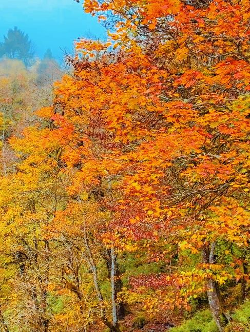 If you want to see beautiful autumn scenery, come to Erlang Mountain Laba River—the autumn foliage season is stunning!