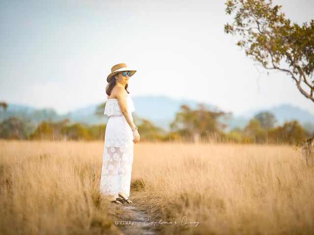 ทุ่งสะวันนาแห่งเมืองไทย ทุ่งหญ้าสีทอง