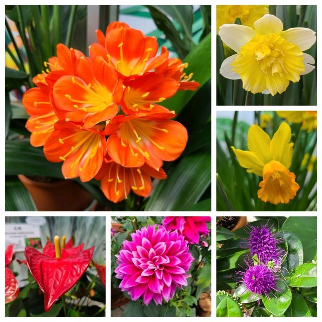 新春的香港公園x太古廣場🐇🎊🌺