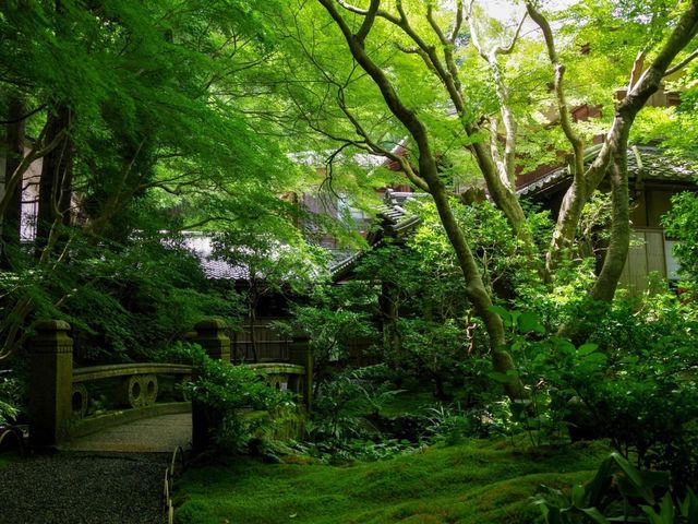 【京都市】紅葉だけでなく青葉も見事🌿