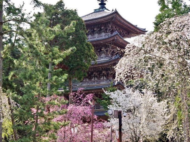 【京都市】桜咲き誇る春の名所🌱