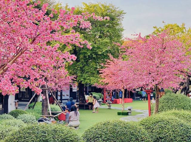เทศกาลชมซากุระ ถ่ายรูปสวยสุดๆ