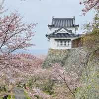 津山城（鶴山公園）賞櫻