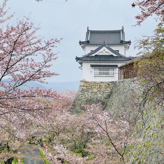 津山城（鶴山公園）賞櫻