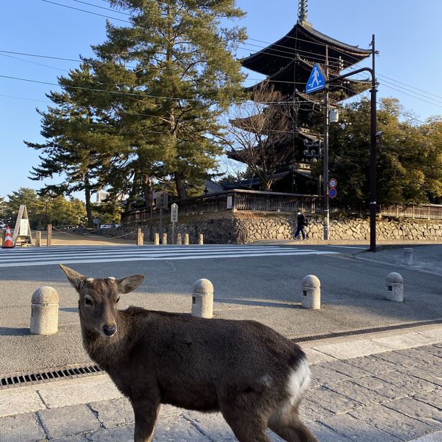 古都・奈良県「興福寺」国宝の五重塔は圧巻です