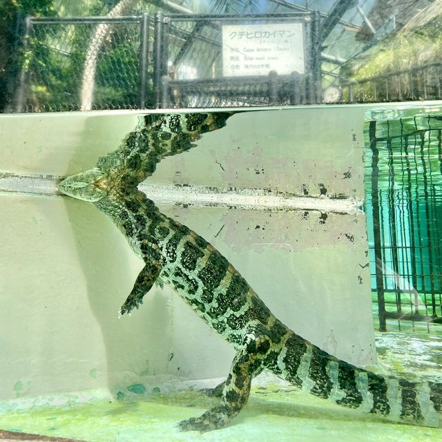 熱川バナナワニ園の動物たち