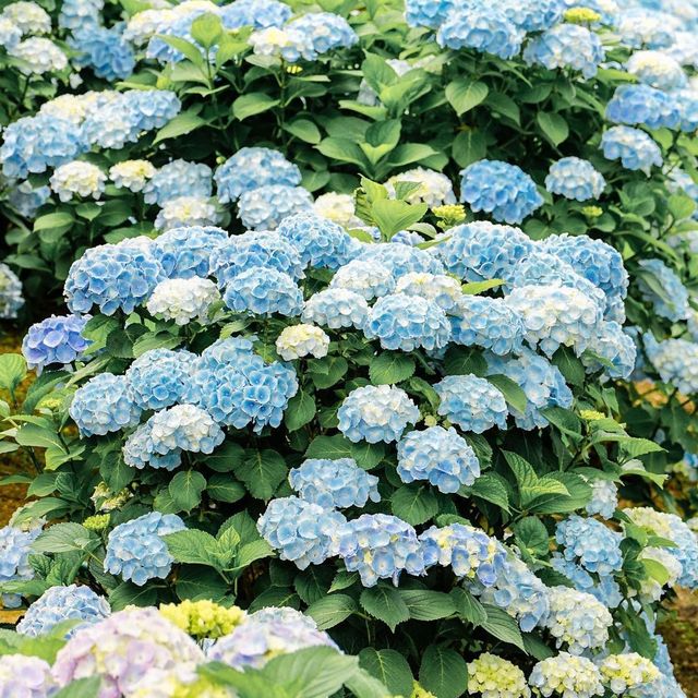 울산 수국 명소 장생포 고래문화마을