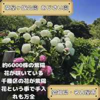 茶屋ヶ坂公園あじさい園 
