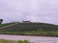 ฟิน ๆ วันฝนฉ่ำที่ ‘ไร่ชาฉุยฟง’