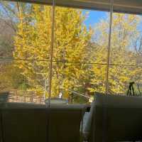 Autumn Seoul Cafe with the Best foliages view