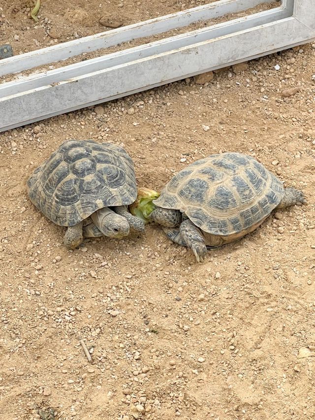파충류들을 볼 수 있는 용인 실내카페🦎