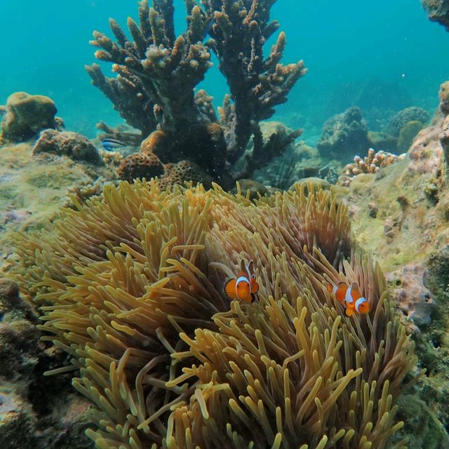น้ำใส ทะเลสวย @ เกาะค๊อกเบิร์น| พม่า
