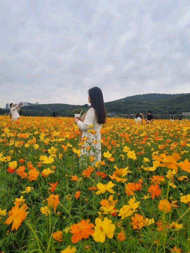 금호꽃섬 황화코스모스💛