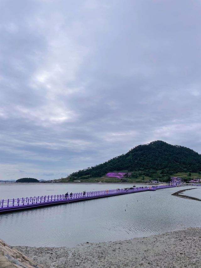 🇰🇷신안여행 보라빛마을 퍼플섬, 보라색 옷 입으면 입장료 무료🦄🍇💜