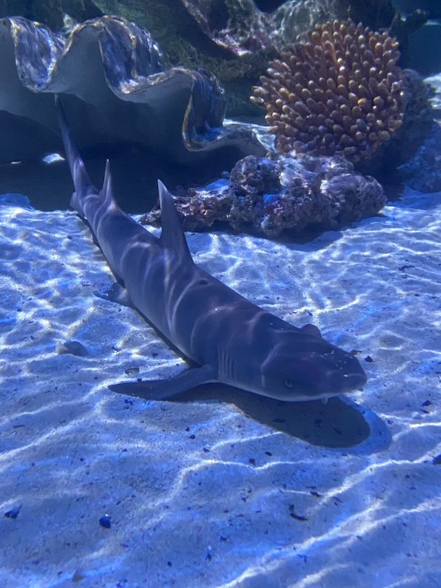 SEA LIFE Arizona Aquarium 🦈✨