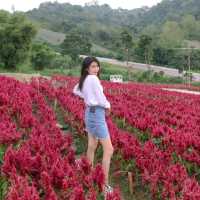 ไฮเดรนเยีย คาเฟ่ เขาค้อ - Hydrangea Cafe 